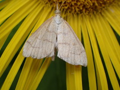 Anania crocealis