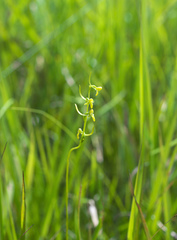 Platanthera nipponica