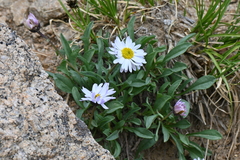 Erigeron leiomerus