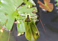 Rhyothemis phyllis