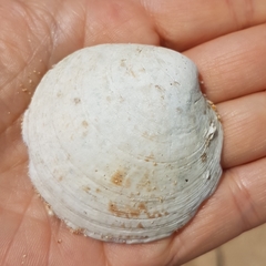 Dosinia exoleta