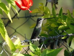 Heliomaster squamosus