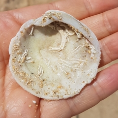 Dosinia exoleta
