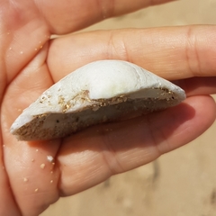 Dosinia exoleta