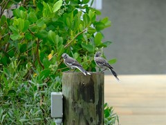 Mimus polyglottos image