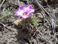 Oxalis laciniata