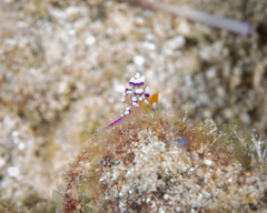 Coryphellina exoptata