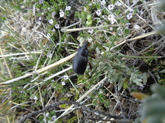 Cylydrorhinus