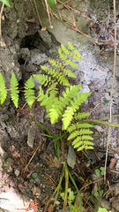 Cystopteridaceae