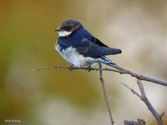 Hirundo megaensis