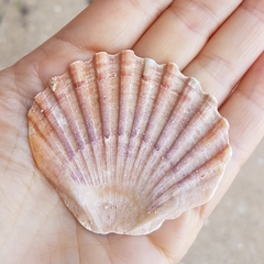 Pecten