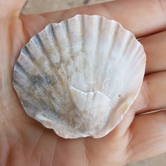 Pecten