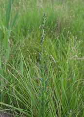 Lobelia sessilifolia