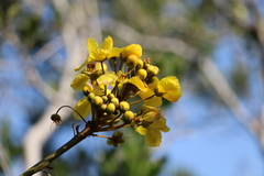 Acridocarpus natalitius