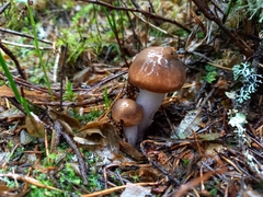 Cortinarius collinitus