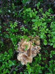 Lyophyllum fumosum