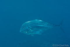 Alectis ciliaris