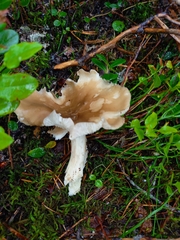 Lyophyllum fumosum