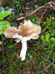 Lyophyllum fumosum