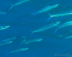 Polynesian Halfbeak photo 3