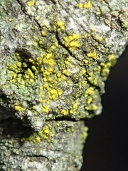 Candelariella xanthostigmoides