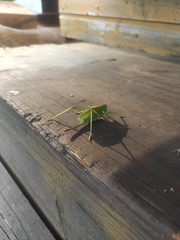 Leptophyes punctatissima