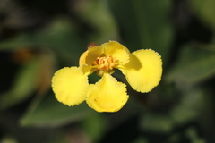 Acridocarpus natalitius