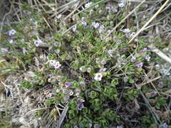 Clinopodium darwinii