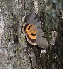 Catocala nuptialis