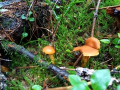 Aureonarius limonius