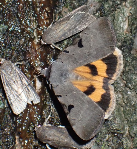 Catocala nuptialis Walker
