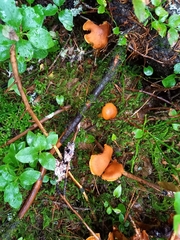 Aureonarius limonius