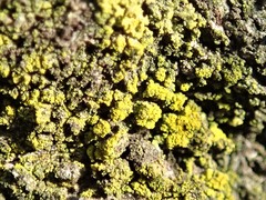 Candelariella xanthostigmoides