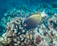 Acanthurus nigricans