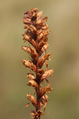 Orobanche picridis