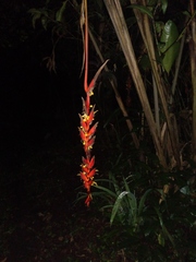 Heliconia estiletioides