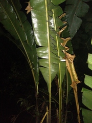 Heliconia estiletioides