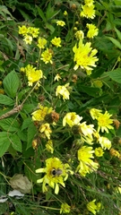 Schlagintweitia intybacea