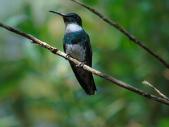 Leucochloris albicollis