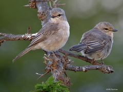 Bradornis microrhynchus