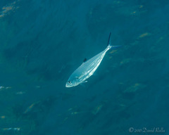 Scomberoides lysan