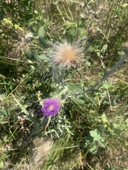 Cirsium flodmanii
