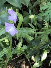 Campanula