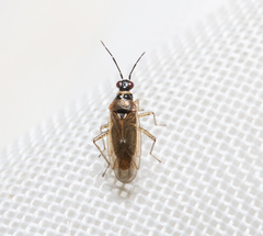 Dicyphus globulifer