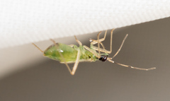 Dicyphus constrictus