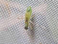 Dicyphus constrictus