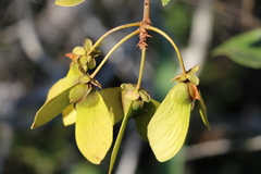 Acridocarpus natalitius