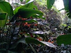 Stromanthe jacquinii