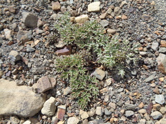 Hamadryas delfinii