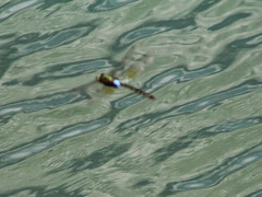 Anax guttatus